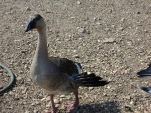 geese2