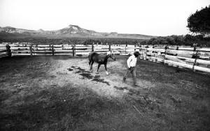 Ranch hand Nate Easterday walks his horse in a corral at Twin Springs Ranch as the sun rises on the Reveille Mountains. Twin Springs has operated along the Reveille Range since the late 1860s -- nearly as long as Nevada has been a state. PHOTO BY JEFF SCHEID