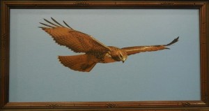 Walt Alder captured a hawk's Flight of Fancy in his White Ribbon photograph, Floating on the Wind. Photo by Linda Faas.