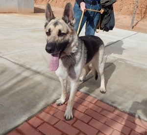 Chief is a 5 year old male German Shepherd. He needs a large fenced yard where he can get lots of exercise. Chief knows sit and does well on a leash. He needs to be the only dog in the home. He was found as a stray so we don't have any information on him before he came to shelter.