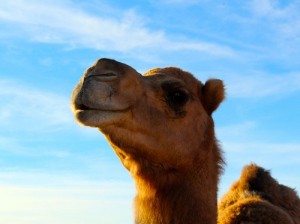 Stephen is one of the four year old camels in the herd. He stands tall and proud against a pale blue sky as if he’s posing for the picture. Photo by Teri Nehrenz.
