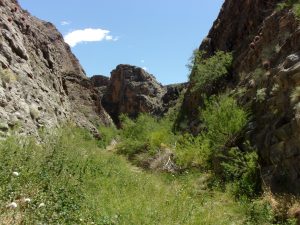 Plant chocked last third of Arrow Canyon Trail, Arrow Canyon Wilderness - April 2016