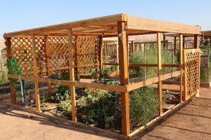 The Mesquite Community Heritage Gardens provide standards for individual garden plots that make the area attractive along with giving residents a place to grow their own produce. Photo by Barbara Ellestad.