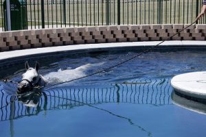 All the Arabian show horses get a daily exercise swim. 