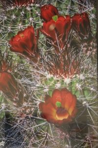 This digital photography piece ‘Claret Cup’ Shirley Smith is just one of the many works of art on display during July’s ‘Splash of Color’ exhibit held at the Mesquite Fine Arts Center. Works on display are also available for sale.  Photo by Teri Nehrenz 