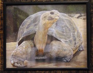 : The “Galapagos Tortoise” by Jeffrey Oldham is a Giclee’ print and looks so real you might expect it to walk right out of the frame. In Giclee’ printing no screen or other mechanical devices are used and therefore there is no visible dot screen pattern. The image has all the tonalities and hues of an original painting. Photo by Teri Nehrenz