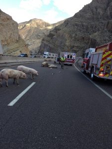 Several agencies, including Beaver Dam Fire and Arizona Department of Transportation, responded to milepost 14 after a semi-truck overturned onto the barrier wall spilling out dozens of pigs, some of which were casualties of the incident. Submitted Photo.  