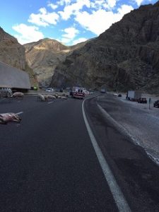 Several agencies, including Beaver Dam Fire and Arizona Department of Transportation, responded to milepost 14 after a semi-truck overturned onto the barrier wall spilling out dozens of pigs, some of which were casualties of the incident. Submitted Photo. 
