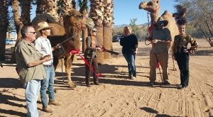 The Camel Safari officially celebrated its Grand Opening on Nov. 18 with a Ribbon Cutting Ceremony hosted by the Mesquite Chamber of Commerce. The camels weren’t thrilled with having to stand and hold the ribbon, but they were excited to greet all the invited guests who came out for the day just to see them kick off a great start to what will hopefully be one of the most successful attractions the area has to offer.  Photo by Teri Nehrenz